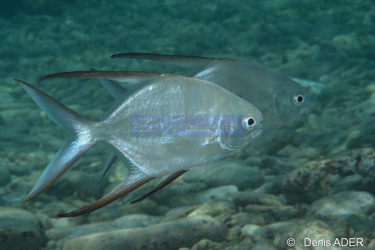 Trachinotus goodei Pompaneau guatie Palomete-Bonaire Tolo-5m-20180222-Denis-ADER-DSC_7567_tn.jpg